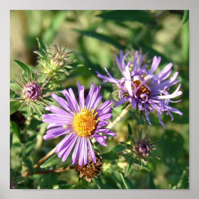 Poster Carré Purple Aster (Devant)