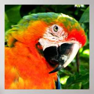 Poster Carré Scarlet Macaw