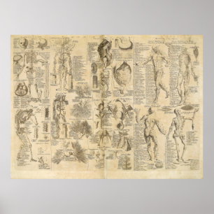 Poster Carte anatomique de Cyclopaedia 1728