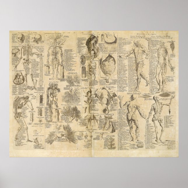 Poster Carte anatomique de Cyclopaedia 1728 (Devant)