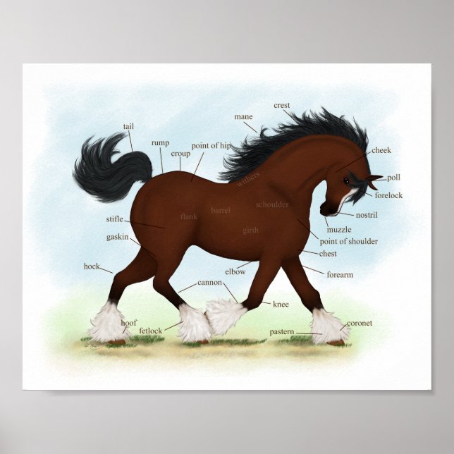 Poster Carte anatomique du Cheval de Baie Clydesdale (Devant)