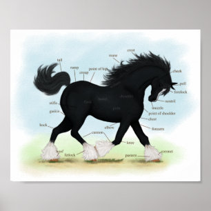 Poster Carte anatomique éducative du Cheval de la Côte No