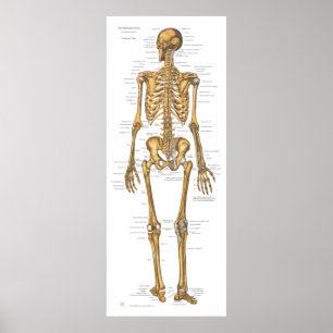 Poster Carte d'anatomie du système de squelette humain