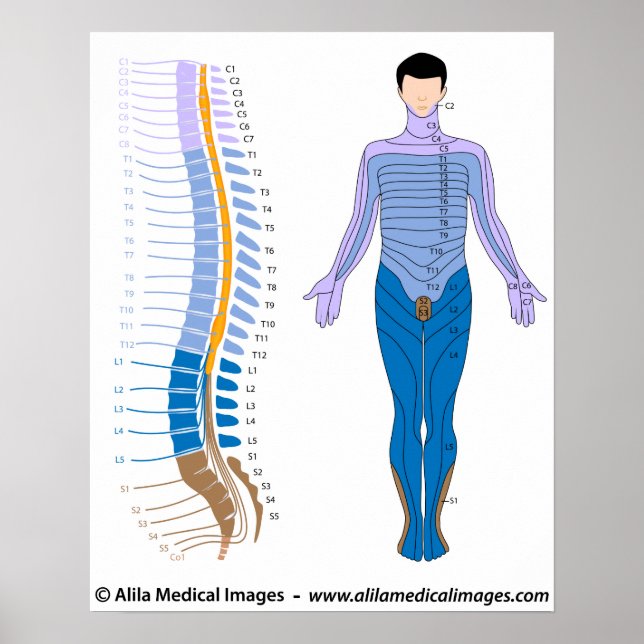 Poster Carte de la moelle épinière et du dermatome (Devant)