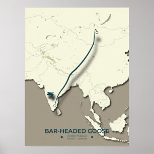 Poster Carte de migration des oies à tête de barre - Mini