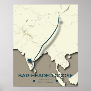 Poster Carte de migration des oies à tête de barre - Mini
