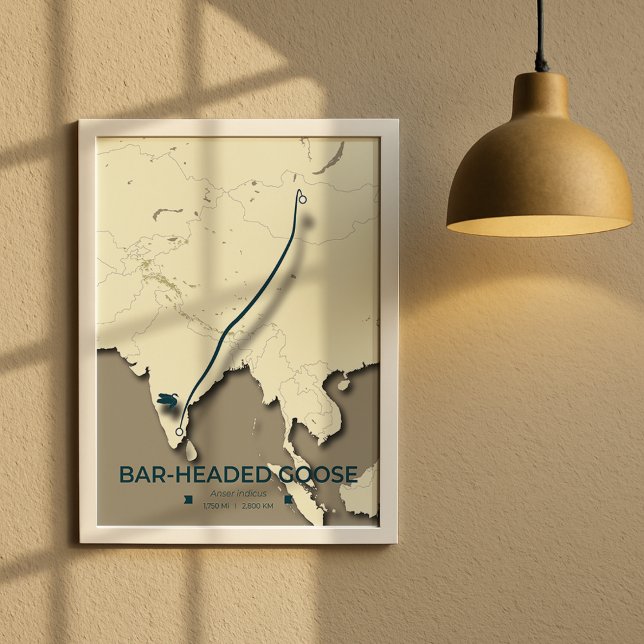 Poster Carte de migration des oies à tête de barre - Mini (Créateur téléchargé)