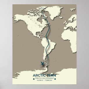 Poster Carte de migration des sternes arctiques - Vintage