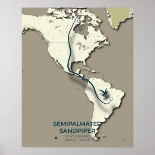 Poster Carte de migration du bécasseau semi-palmé - minim