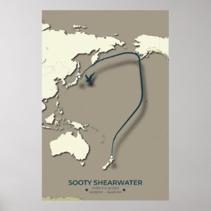 Poster Carte de migration Sooty Shearwater - Minimaliste