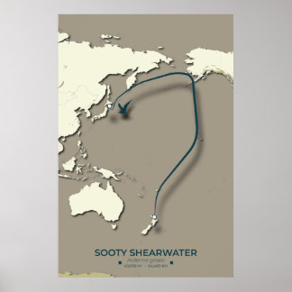 Poster Carte de migration Sooty Shearwater - Minimaliste