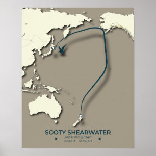 Poster Carte de migration Sooty Shearwater - Minimaliste