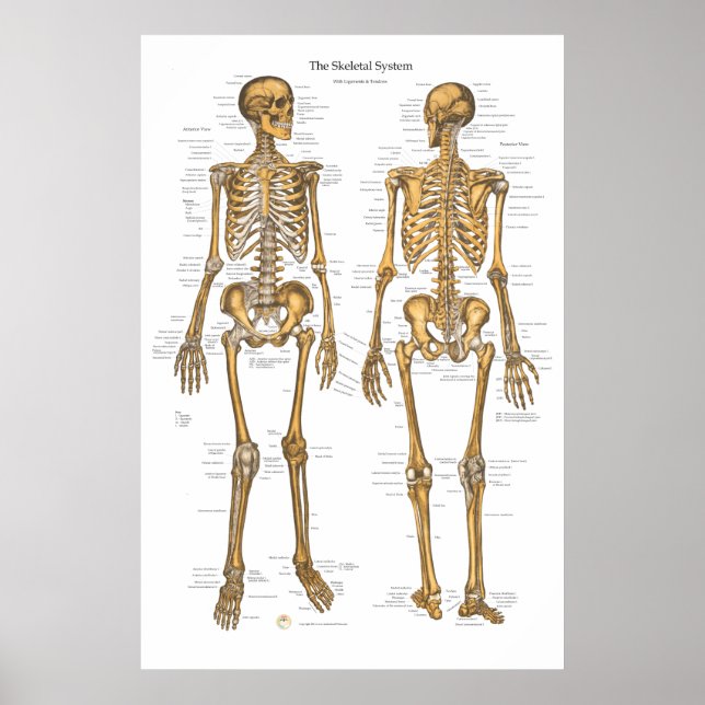 Poster Carte du système Skeletal humain avec ligaments, t (Devant)