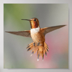 Poster Carte Nota Blair Colibri roux