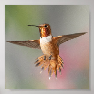 Poster Carte Nota Blair Colibri roux