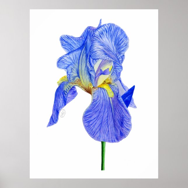 Poster Carte postale Aquarelle bleu Iris (Devant)
