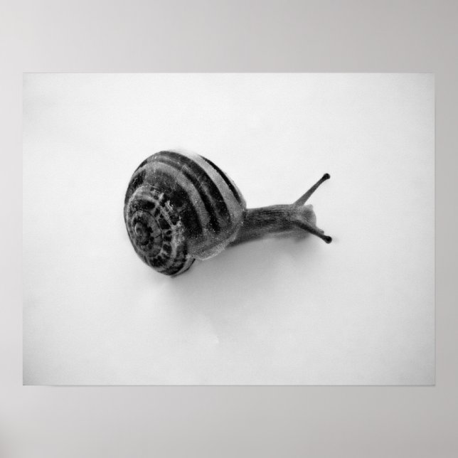 Poster Carte postale escargot (Devant)