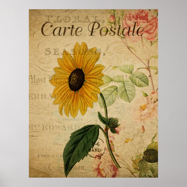 Poster Carte postale vintage de tournesol (Devant)