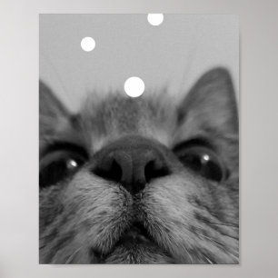 Poster Carte postale Visage Chat Noir&Blanc