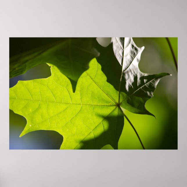 Poster Carulmare Maple Leaf CC0041 (Devant)