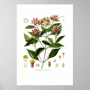 Poster Caryophyllus aromaticus (Clove)