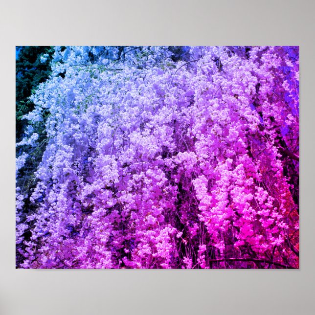 Poster Cascade De Fleurs Ressortissantes Tintées (Devant)