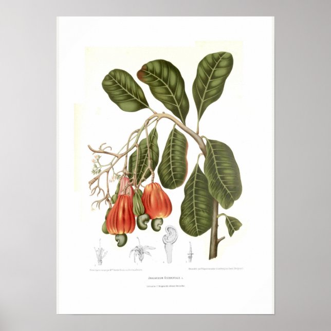 Poster Cashew (Devant)