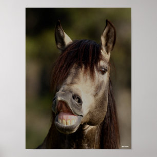 Poster Casque Buckskin Lusitano Stallion Flehmen