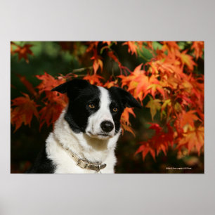 Poster Casque Collie Automne Bordure