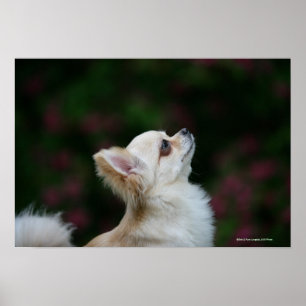Poster Casque long Haired Chihuahua 2