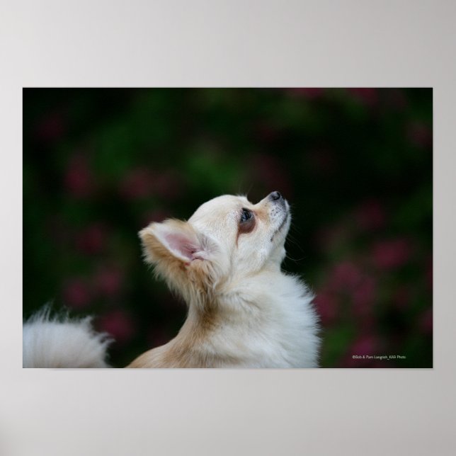 Poster Casque long Haired Chihuahua 2 (Devant)
