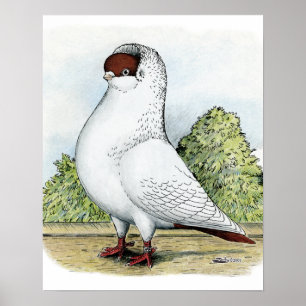 Poster Casque : Pigeon rouge