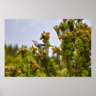 Poster Casse-noix de Clark dans le parc national de Rocky