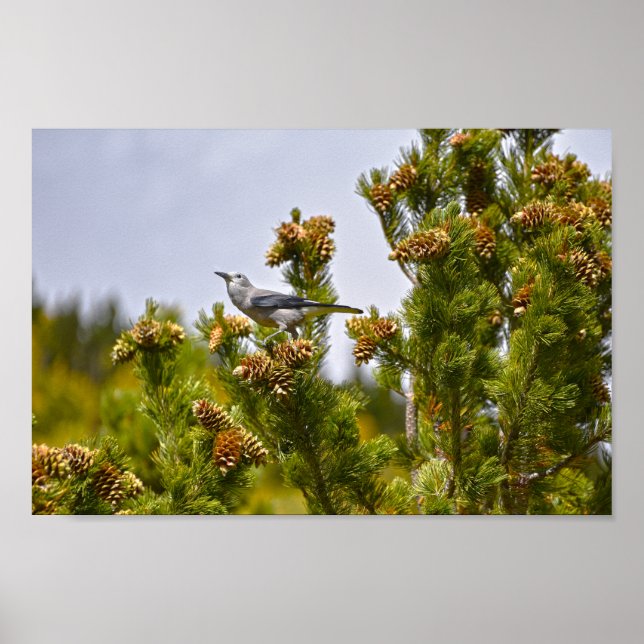 Poster Casse-noix de Clark dans le parc national Rocky Mo (Devant)