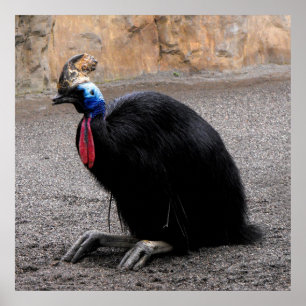Poster Cassowary au printemps