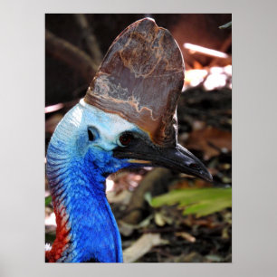 Poster Cassowary du Sud