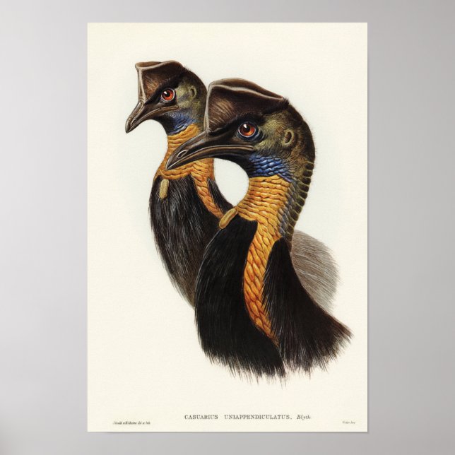 Poster Cassowary monocaroné par Elizabeth Gould (Devant)