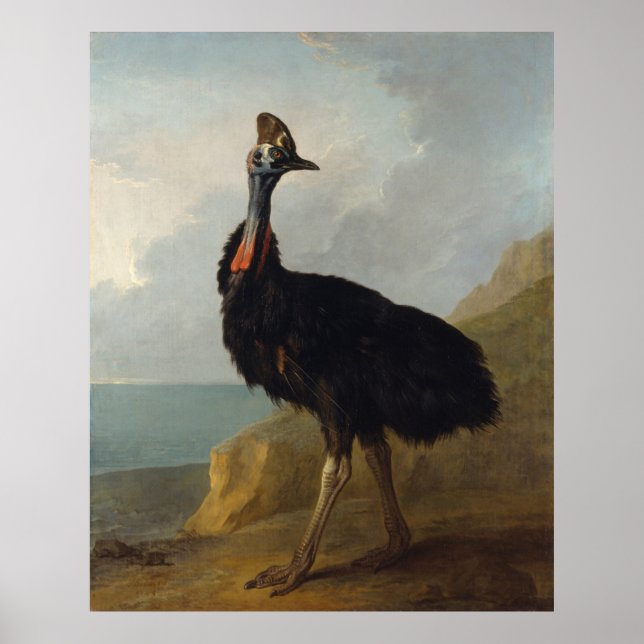 Poster Cassowary (Oiseau australien) (Art animal sauvage) (Devant)