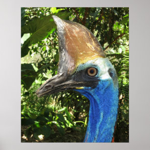 Poster Cassowary Portrait