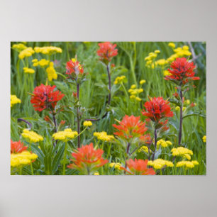 Poster Castilleja et biscuitroot fleurs sauvages