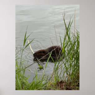 Poster Castor occupé