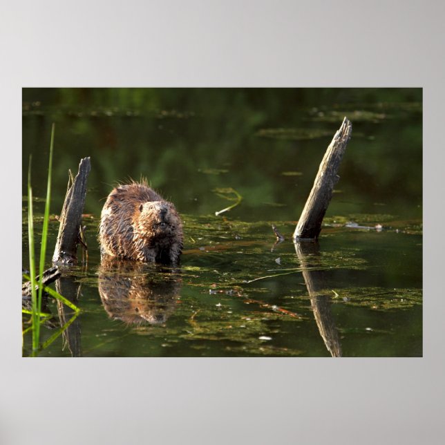 Poster Castor souriant (Devant)