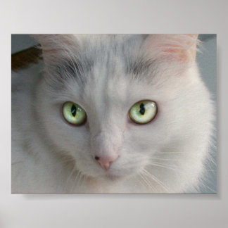 Poster Cat
