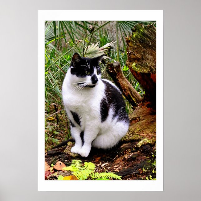 POSTER CAT (Devant)