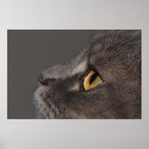 Poster Cat Eye-Macro par Shirley Taylor