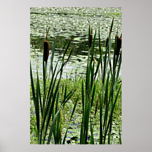 Poster Cat O Neuf Queues et Lilles d'eau blanche Imprimer