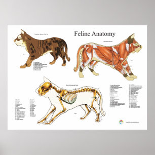 Poster Cat Skeletal Muscle vétérinaire Anatomie graphique