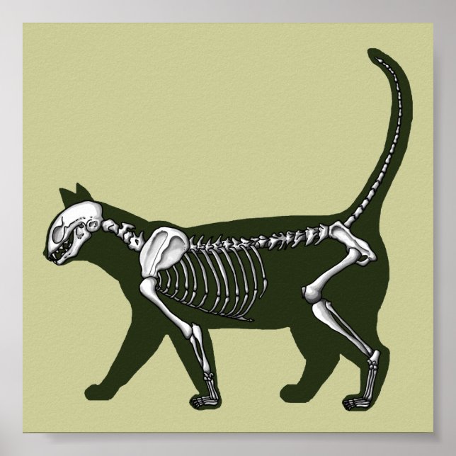 Poster Cat Skeleton (Devant)