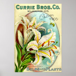 Poster Catalogue vintage de Plante Lilium