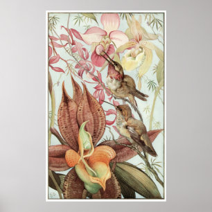 Poster Catasetum et Cypridediums 1912